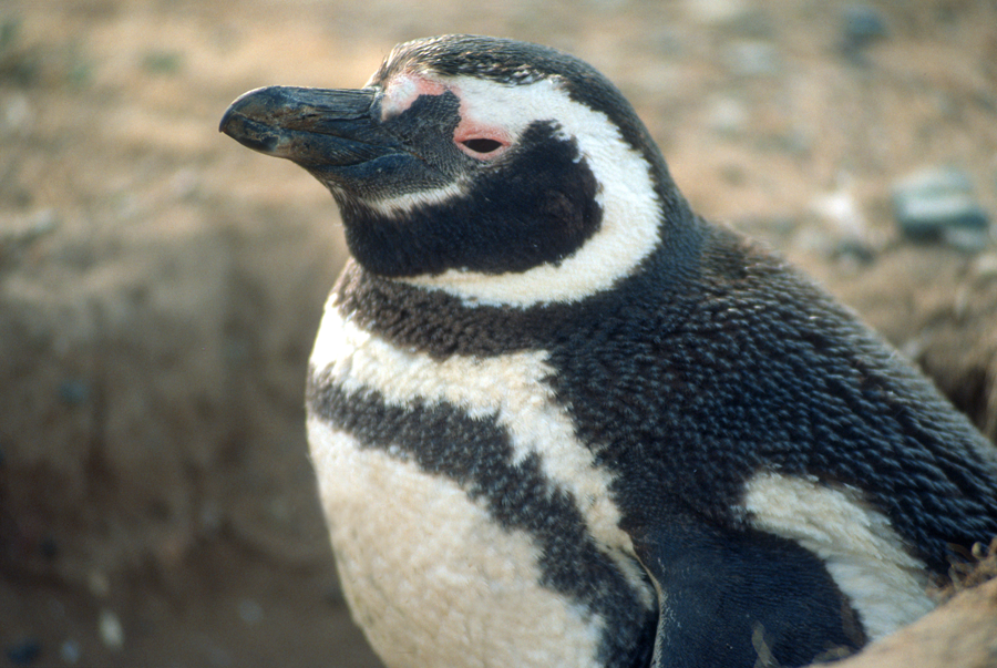 Penguin Planet SC Aquarium. Photo: SeaWorld