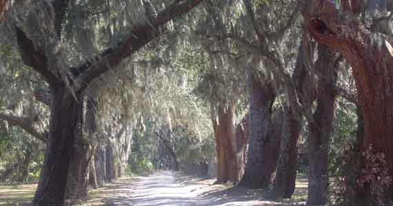 Live Oaks