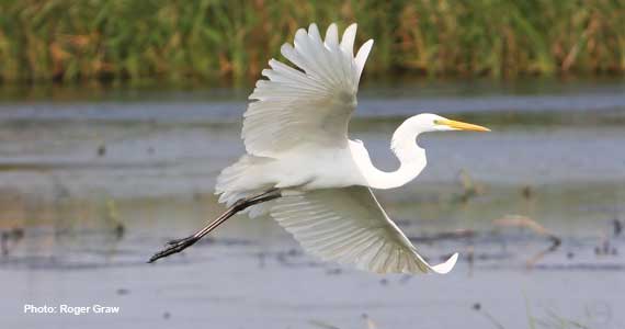 Egret by Roger McGraw