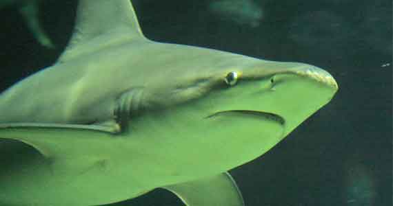 Sandbar Shark, courtesy of: South Carolina Aquarium