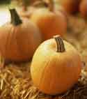 pumpkin-group